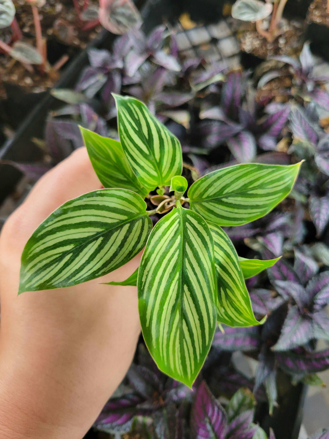 Calathea Vittata Plug