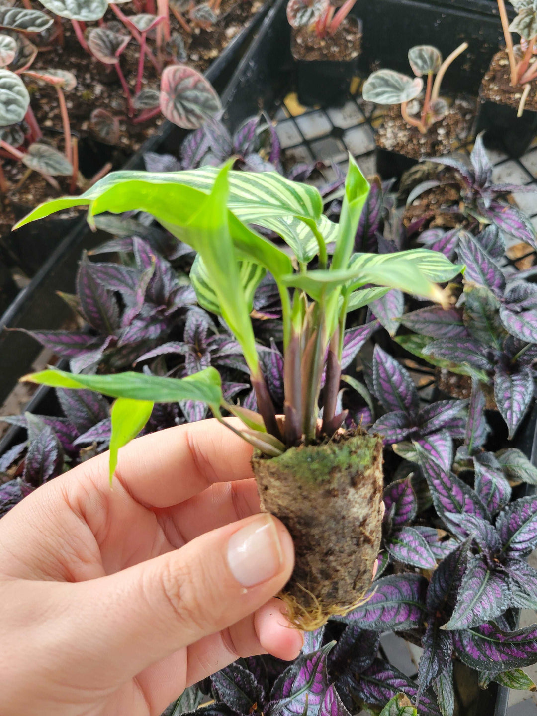 Calathea Vittata Plug