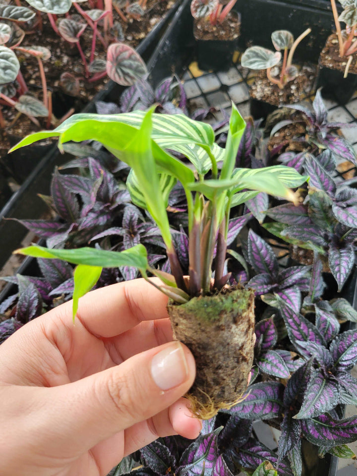 Calathea Vittata Plug