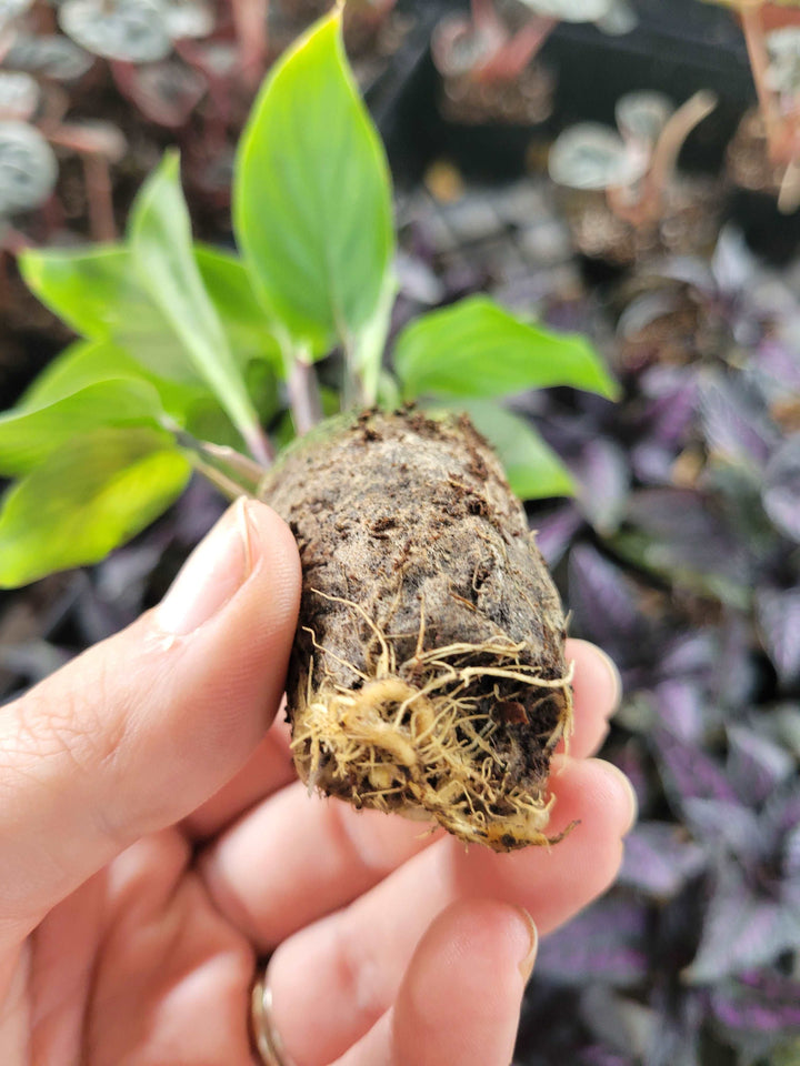 Calathea Vittata Plug