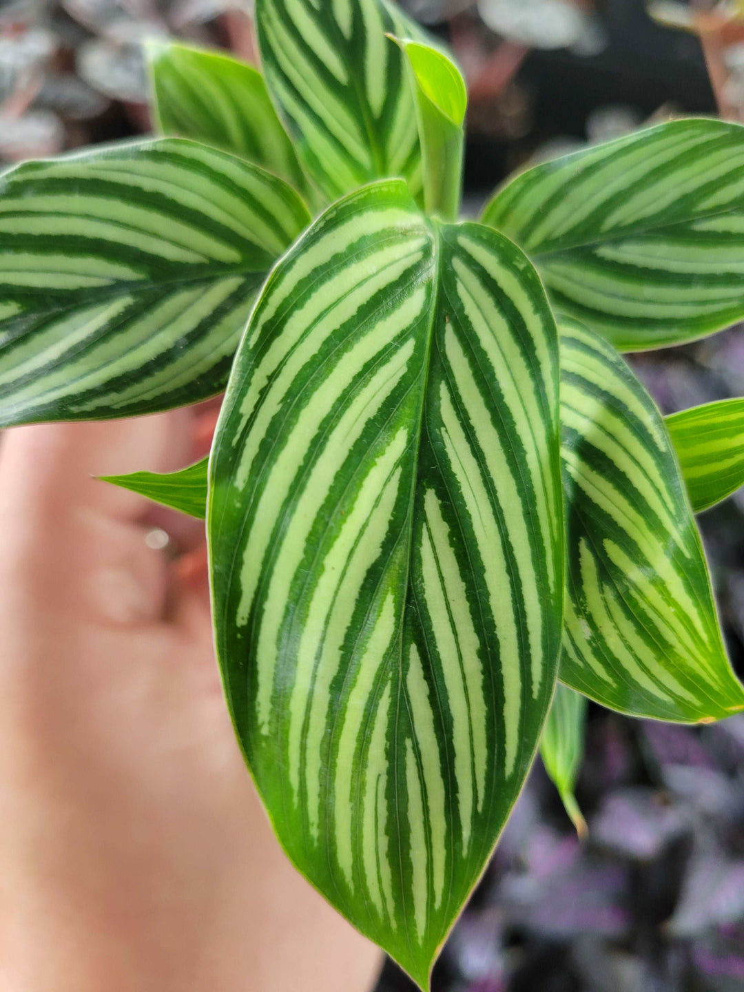 Calathea Vittata Plug