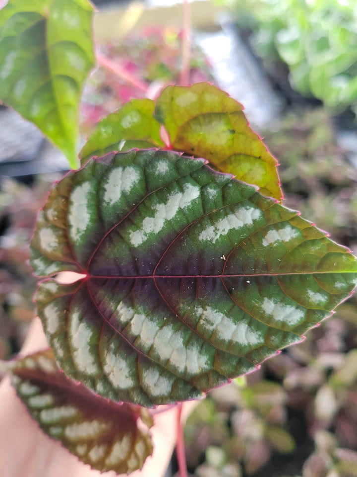 Cissus Discolor Plug