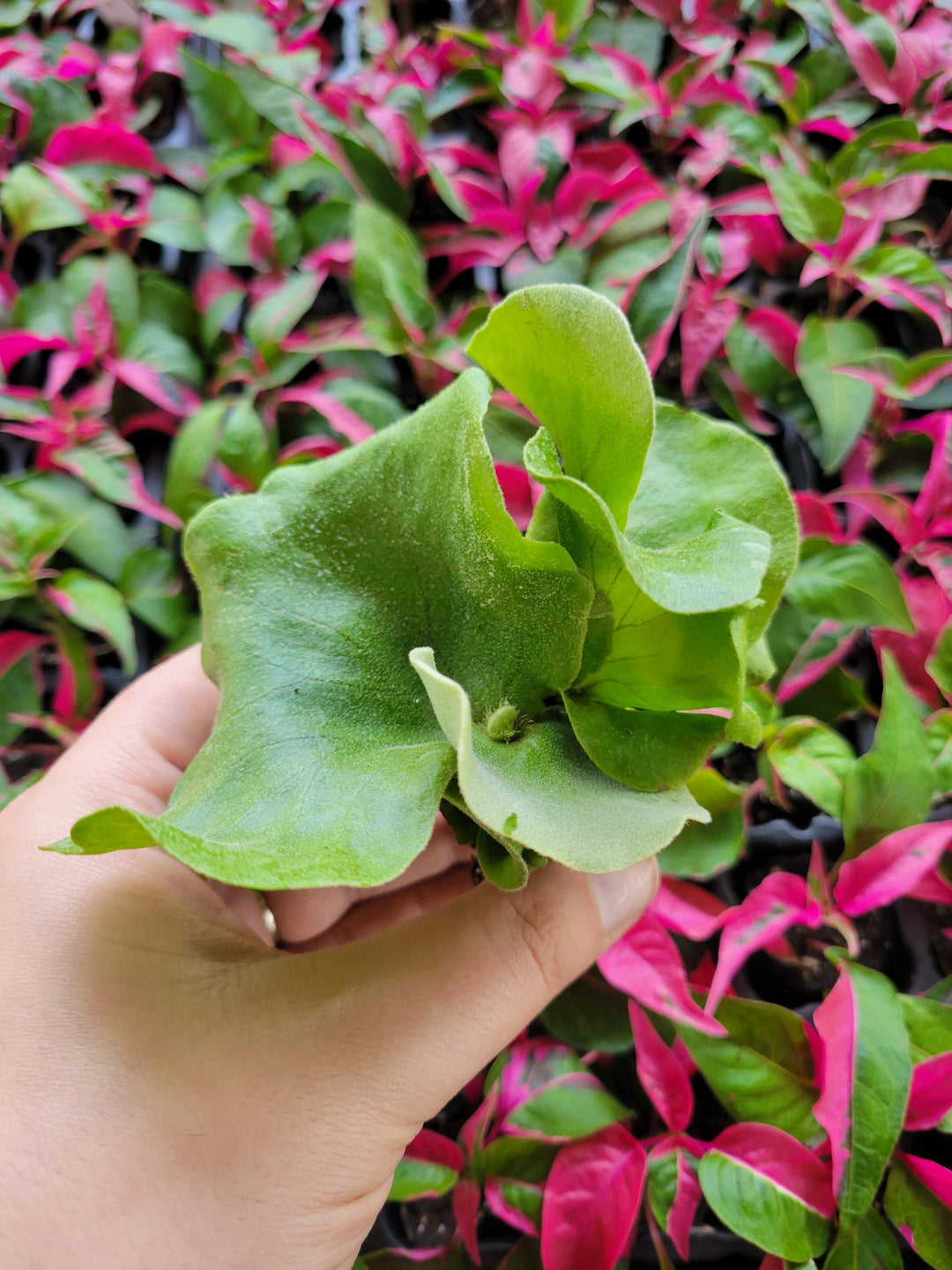 Elephant Staghorn Fern Plug