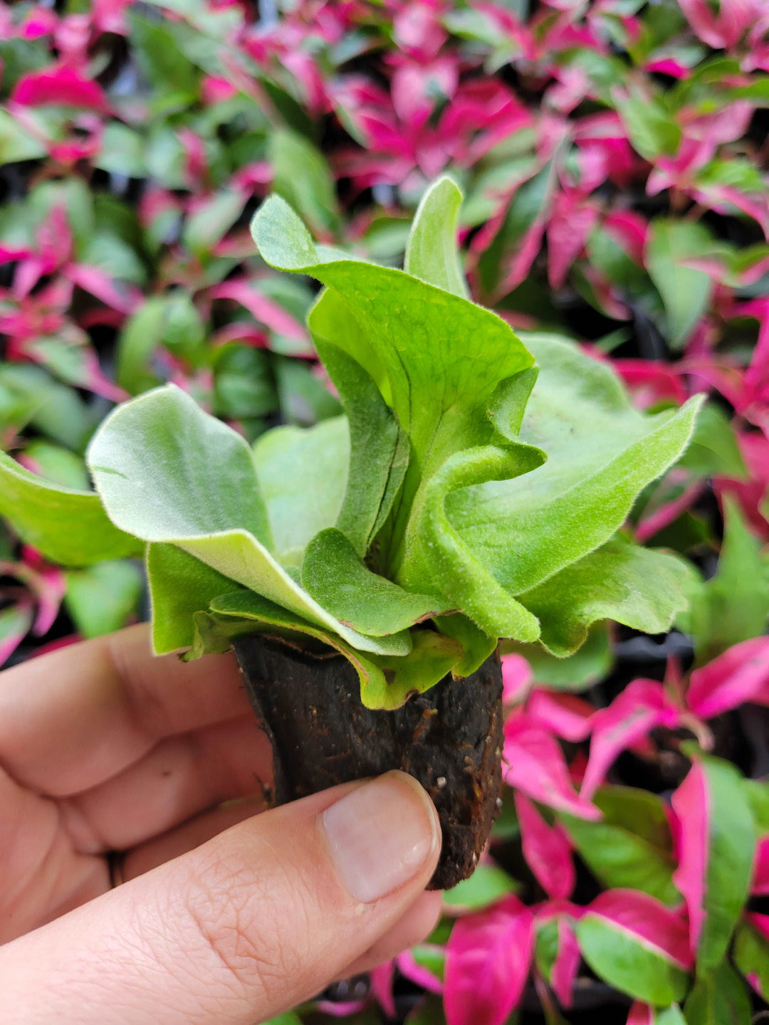 Elephant Staghorn Fern Plug