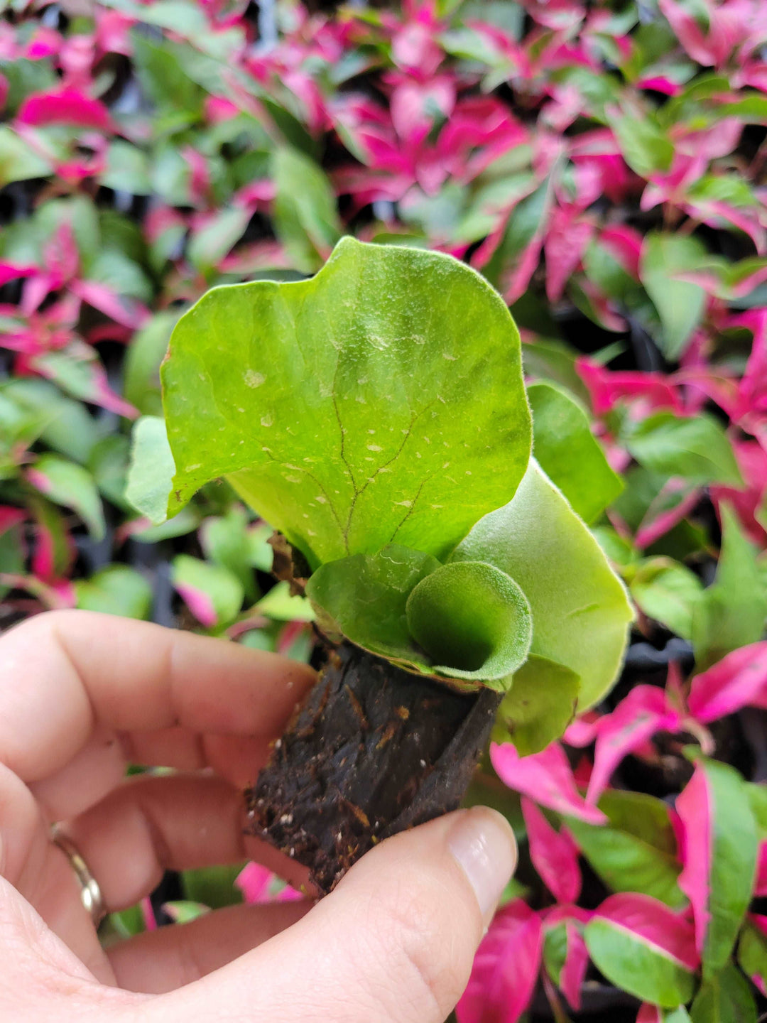 Elephant Staghorn Fern Plug