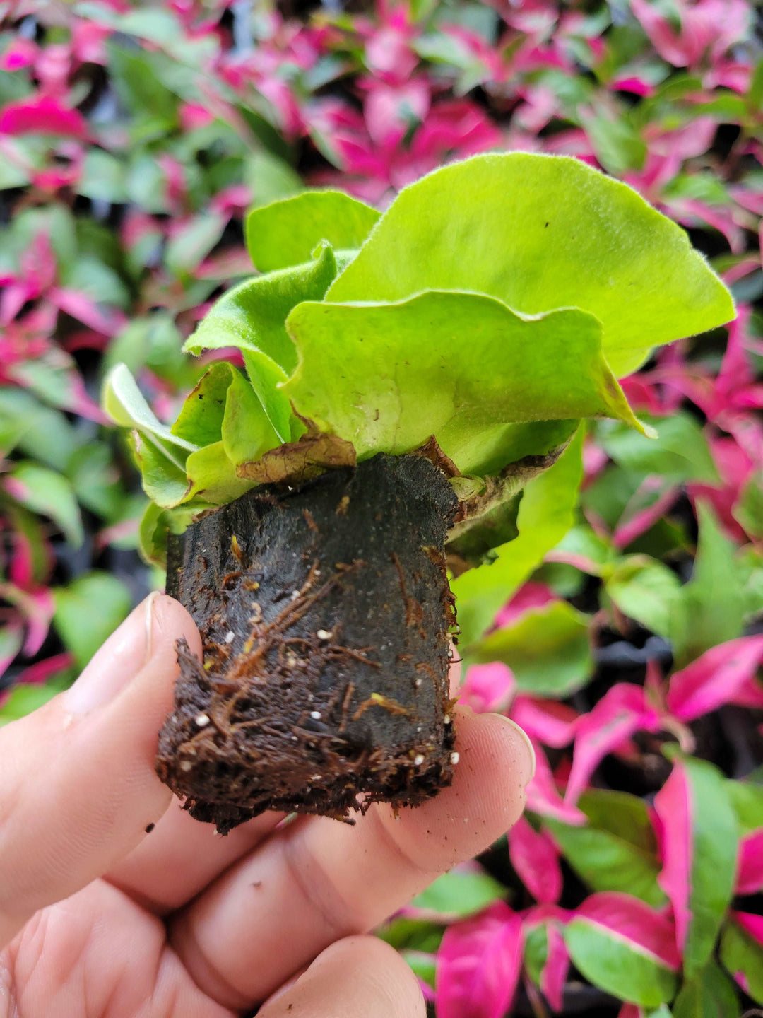 Elephant Staghorn Fern Plug