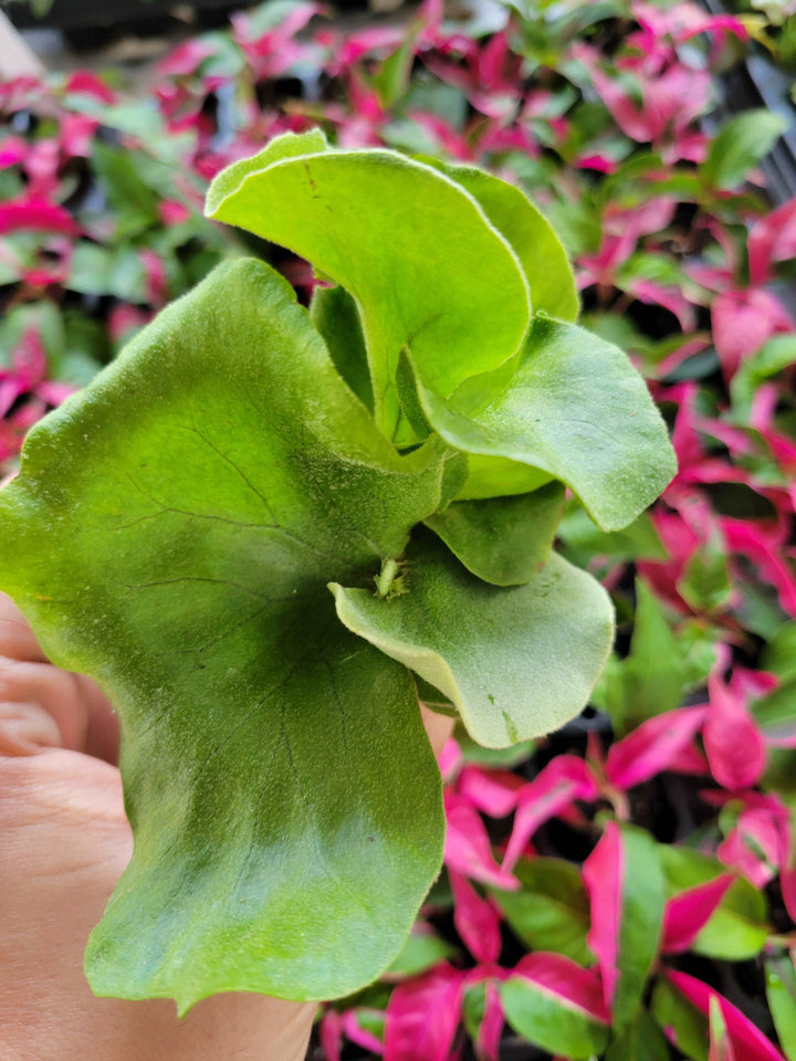 Elephant Staghorn Fern Plug