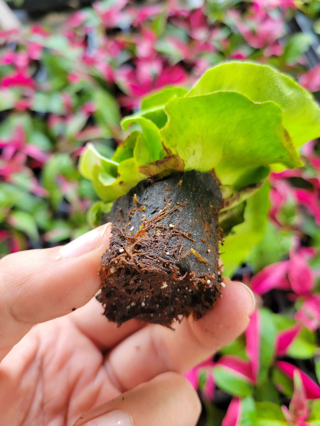 Elephant Staghorn Fern Plug