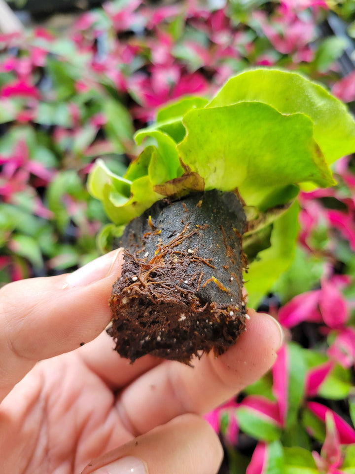 Elephant Staghorn Fern Plug