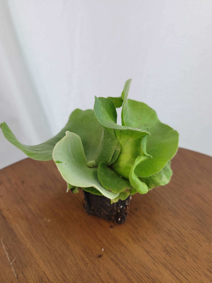 Elephant Staghorn Fern Plug