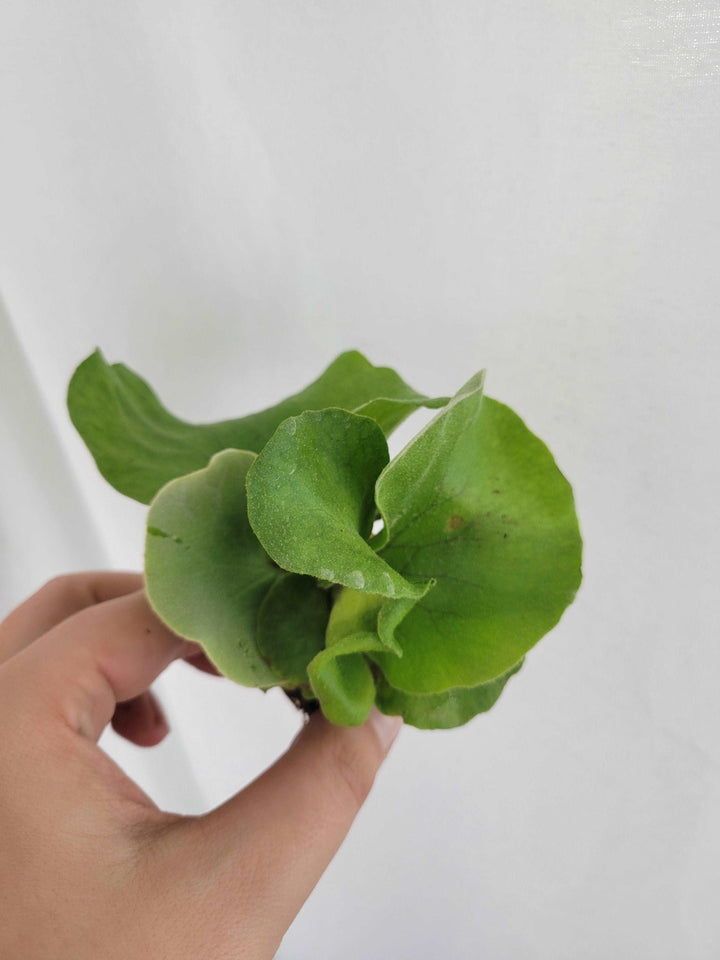 Elephant Staghorn Fern Plug