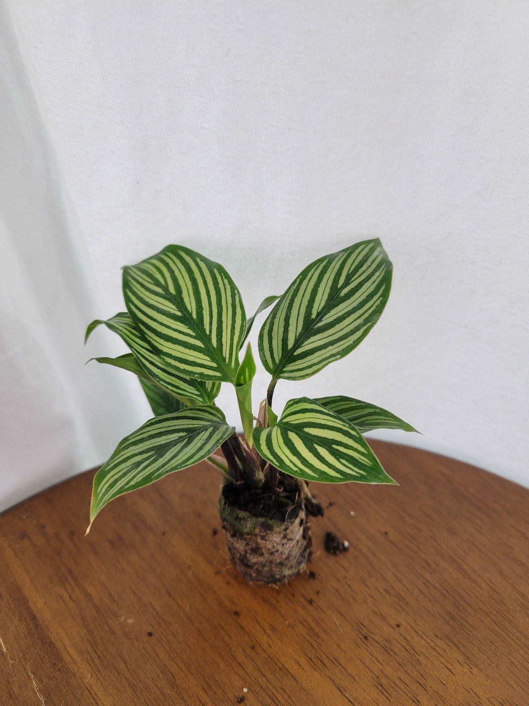 Calathea Vittata Plug