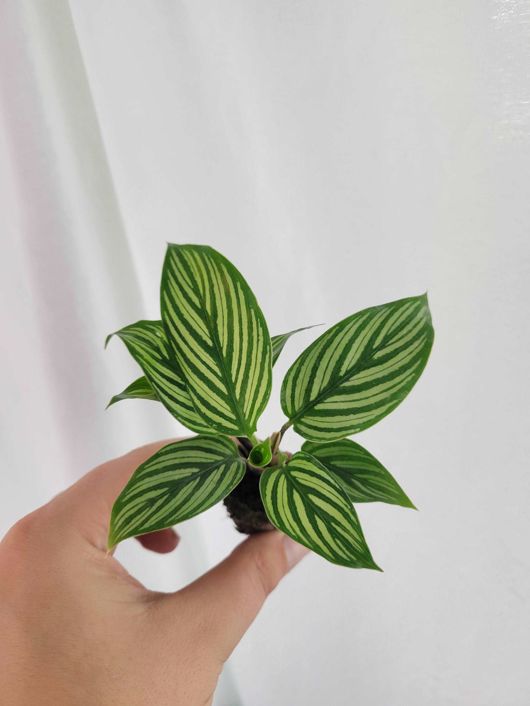 Calathea Vittata Plug