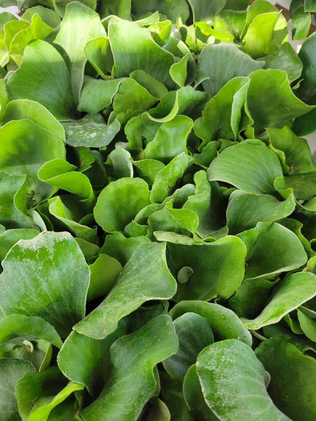 Elephant Staghorn Fern Plug