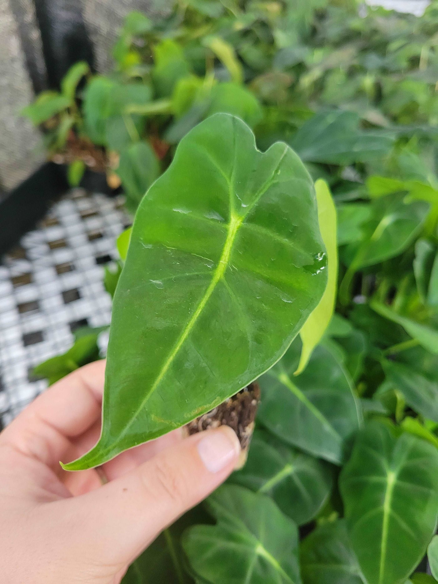 Alocasia Frydek Plug