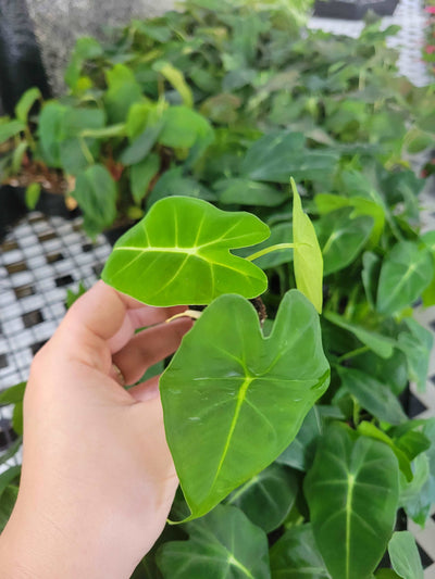 Alocasia Frydek Plug