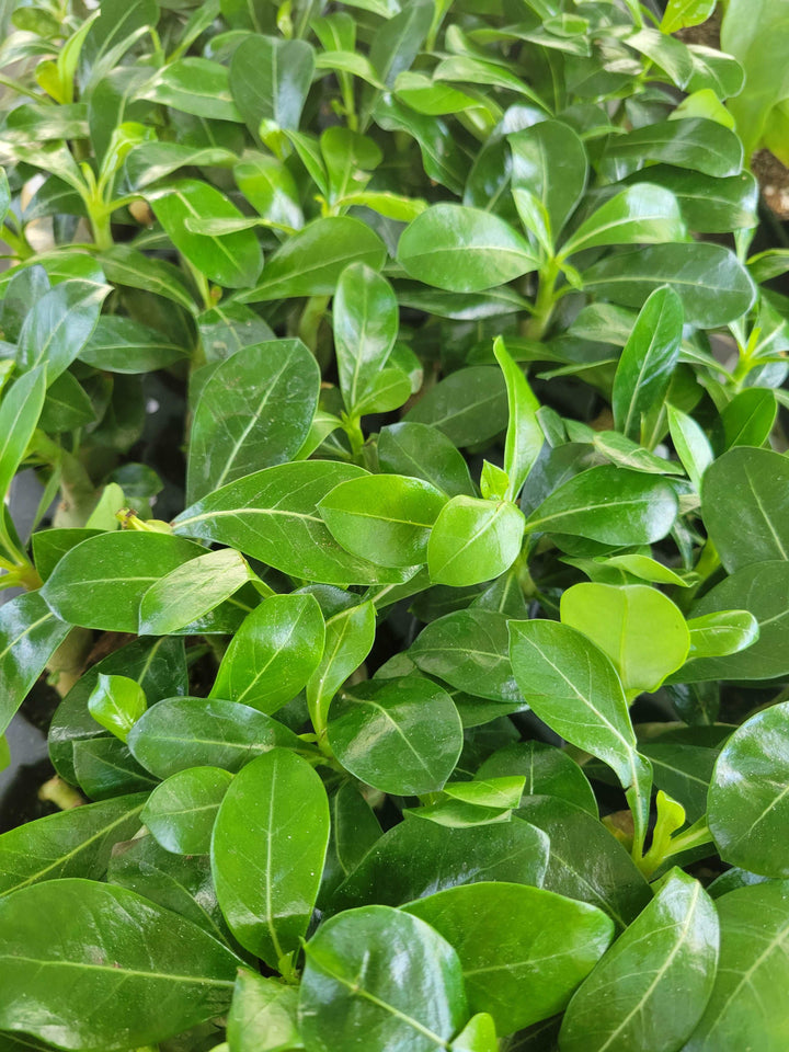 Desert Rose succulent with lush green leaves in direct sunlight.