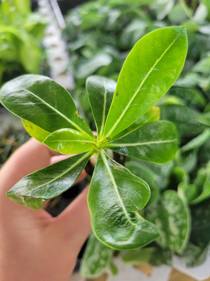 Close-up of a Desert Rose plant with lush green leaves, showcasing its sculptural beauty.