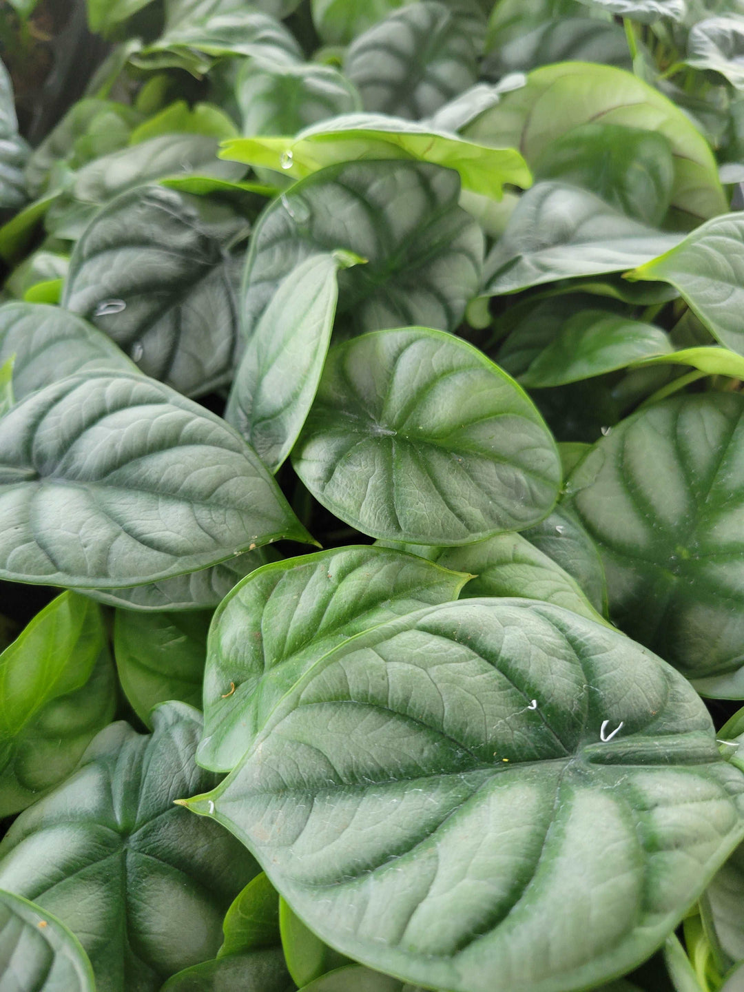 Alocasia Silver Dragon plant with silvery leaves and dark green veining.