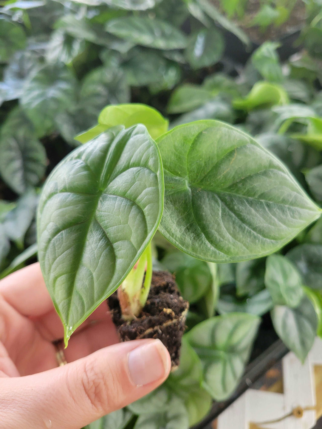 Alocasia Silver Dragon Plug