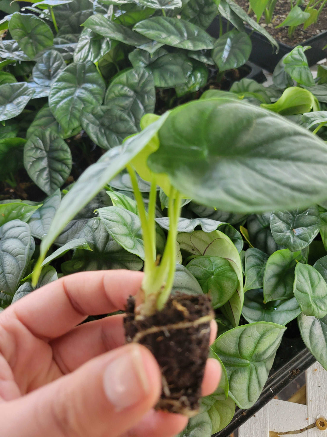 Alocasia Silver Dragon plant with silvery foliage and dark green veining in a nursery setting.