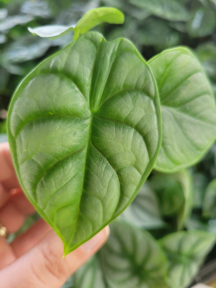 Alocasia Silver Dragon leaf with silvery texture and dark green veining.