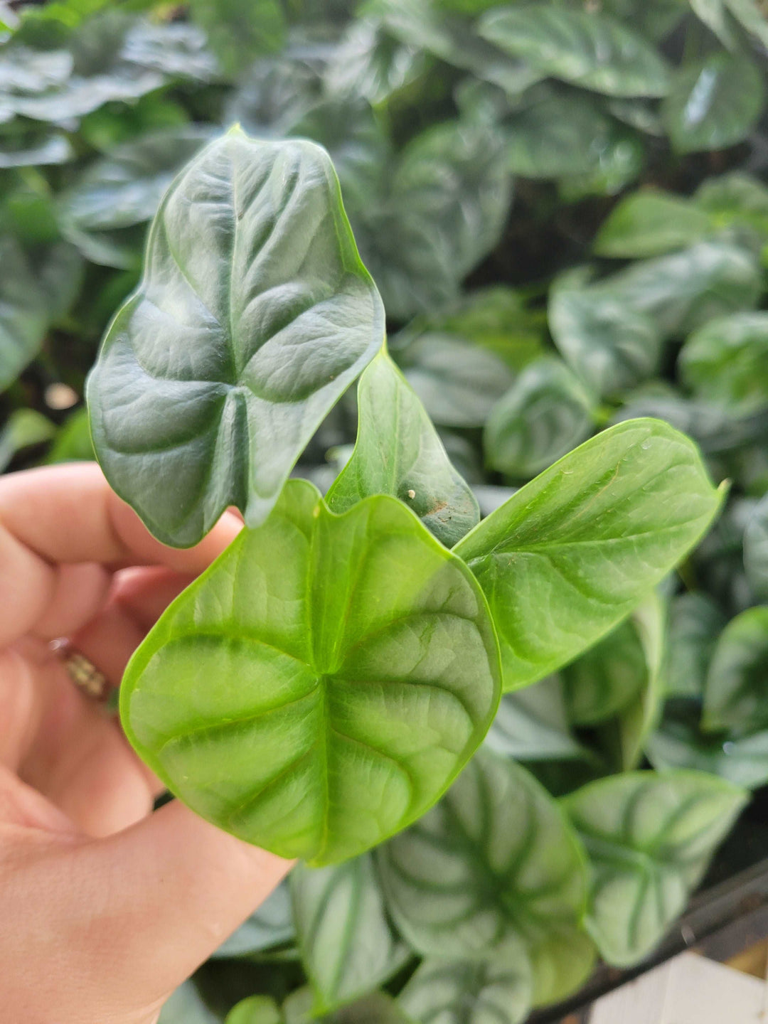 Alocasia Silver Dragon Plug