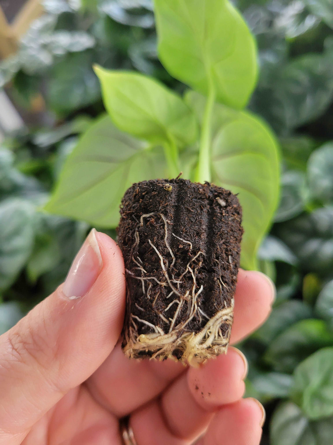 Alocasia Silver Dragon plant in plug form, showcasing roots and fresh foliage.