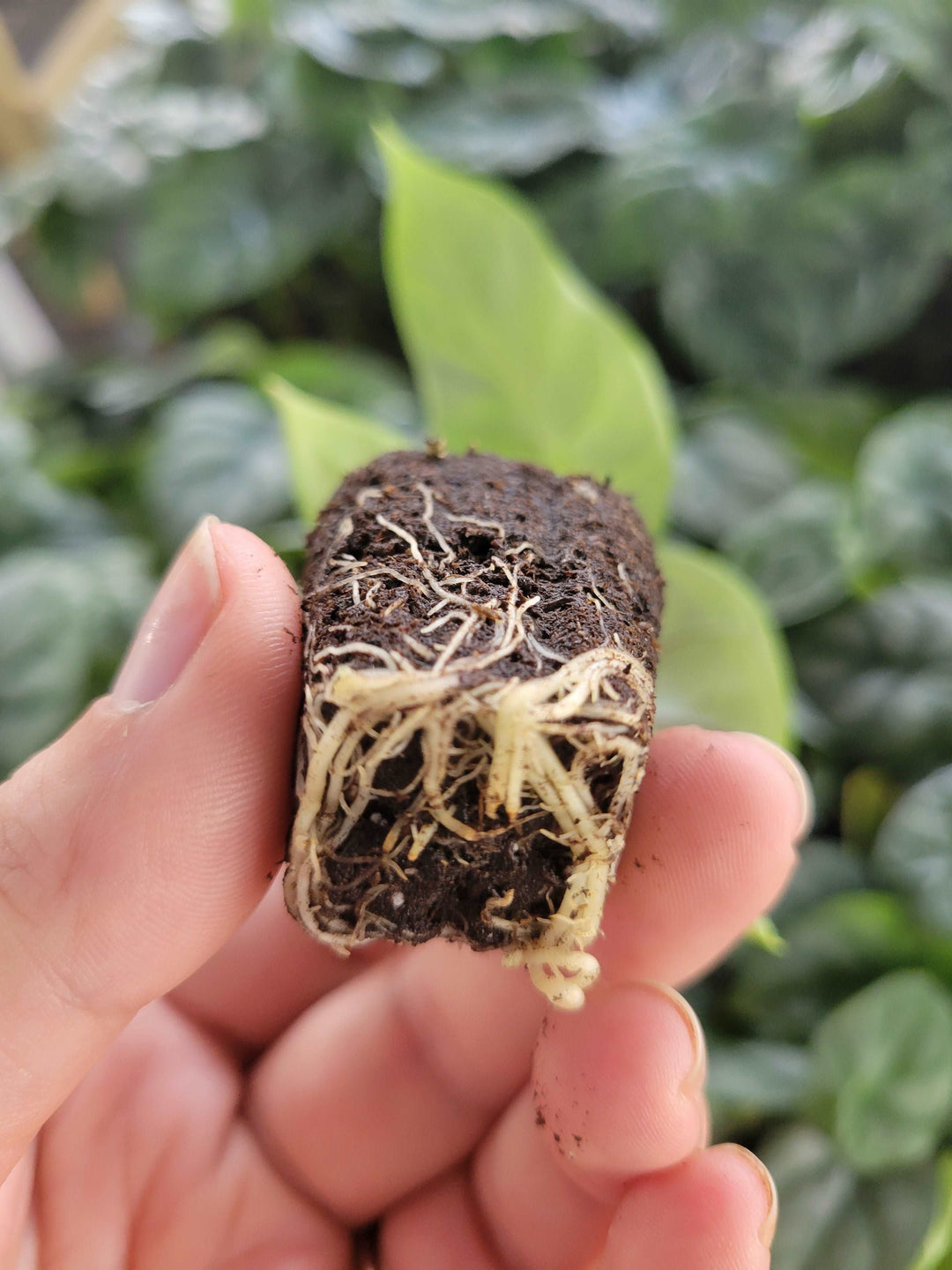 Alocasia Silver Dragon Plug