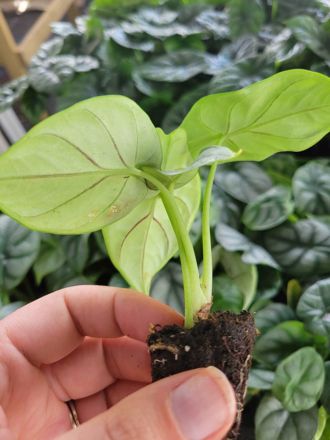 Alocasia Silver Dragon Plug