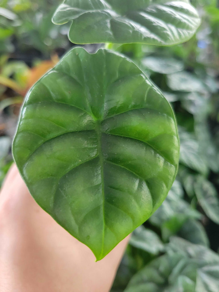 Alocasia  “Quilted Dreams” Plug