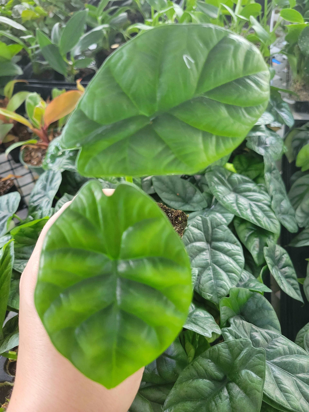 Alocasia  “Quilted Dreams” Plug