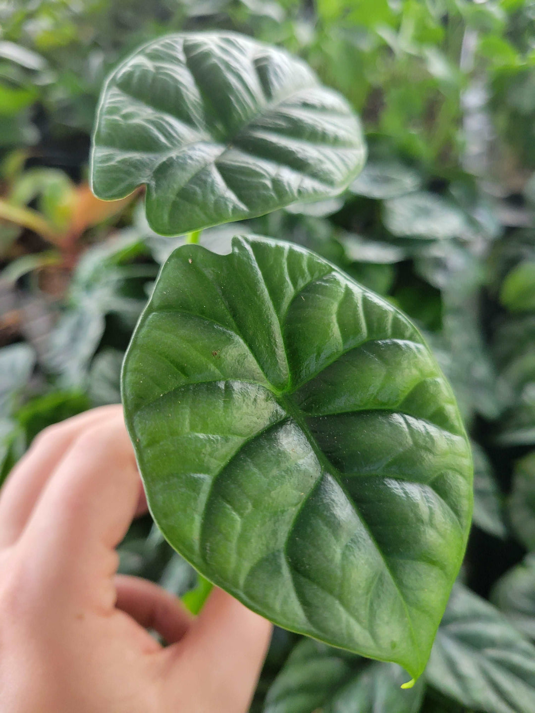 Alocasia  “Quilted Dreams” Plug