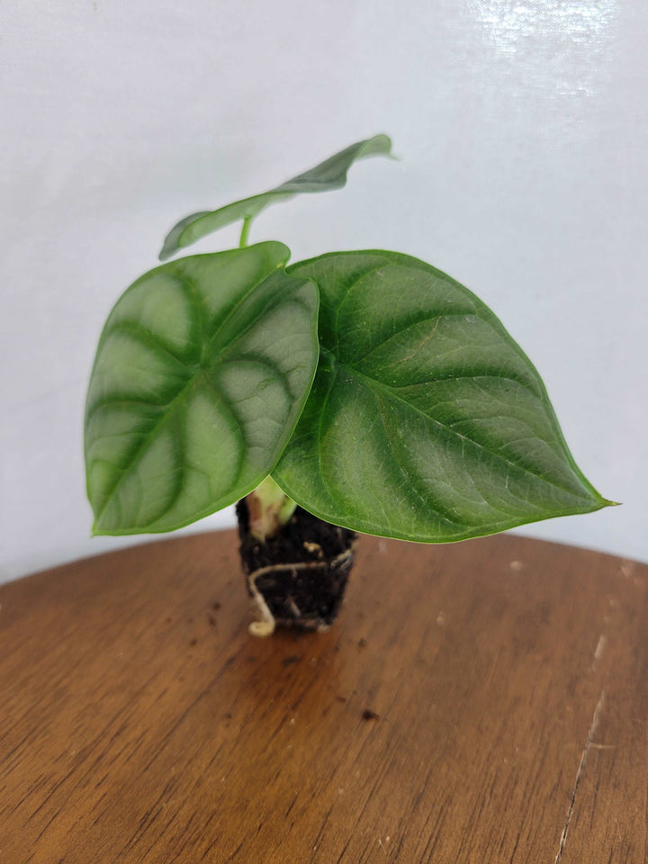 Alocasia Silver Dragon plant with silvery leaves and dark green veining, displayed on a wooden surface.