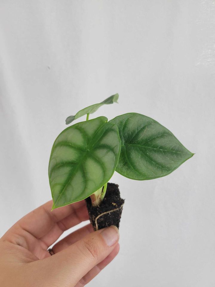 Alocasia Silver Dragon plant with silvery foliage and dark green veining, held in a hand.