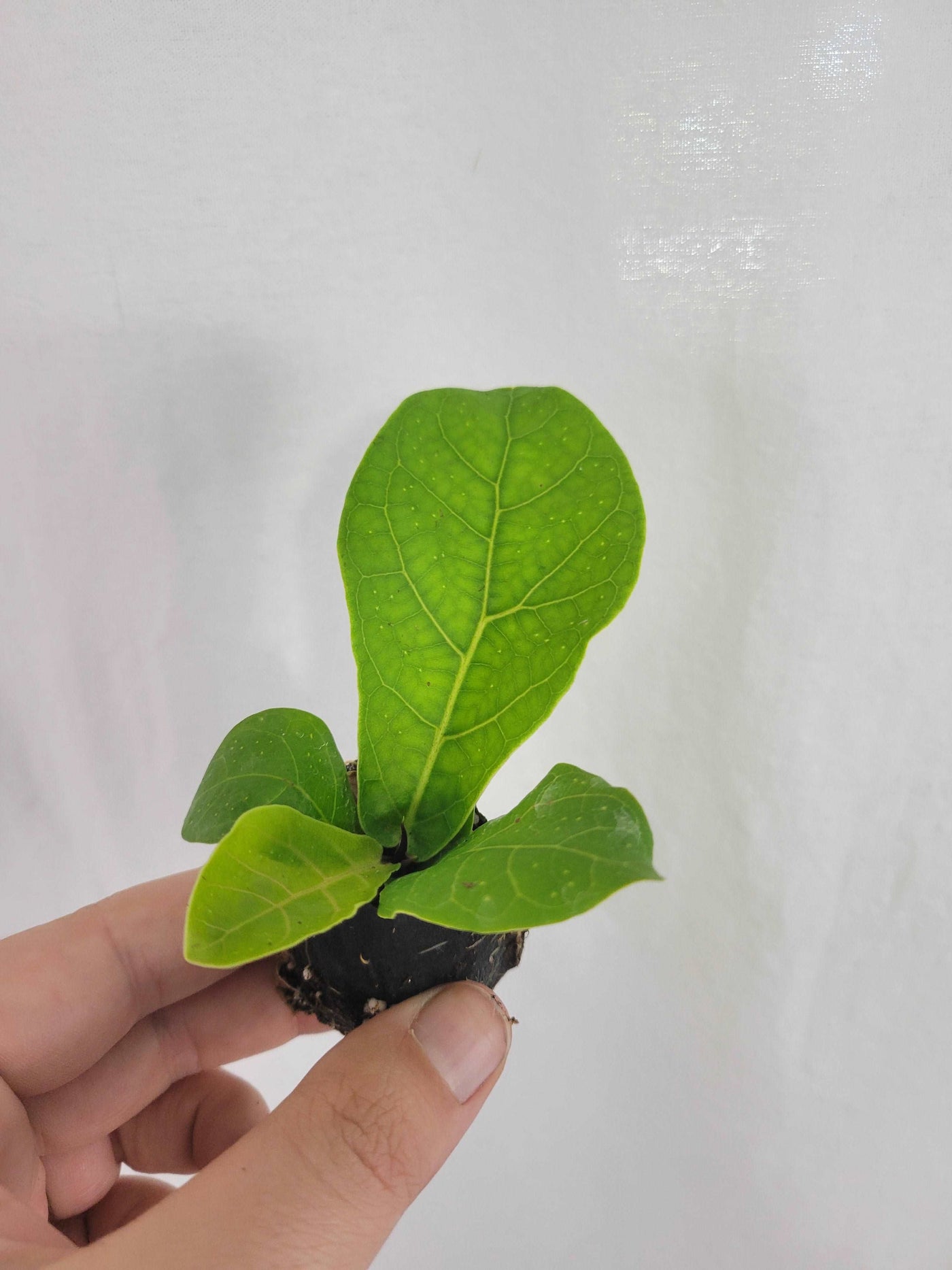 Bambino Fiddle Leaf Fig Plug
