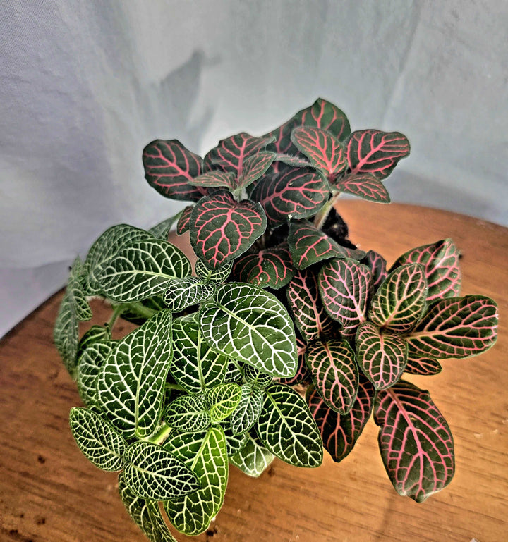 Fittonia 3 pack with green, pink, and red varieties on a wooden surface.