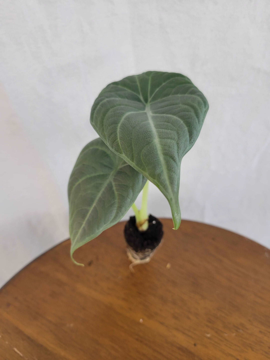 Alocasia Maharani Plug