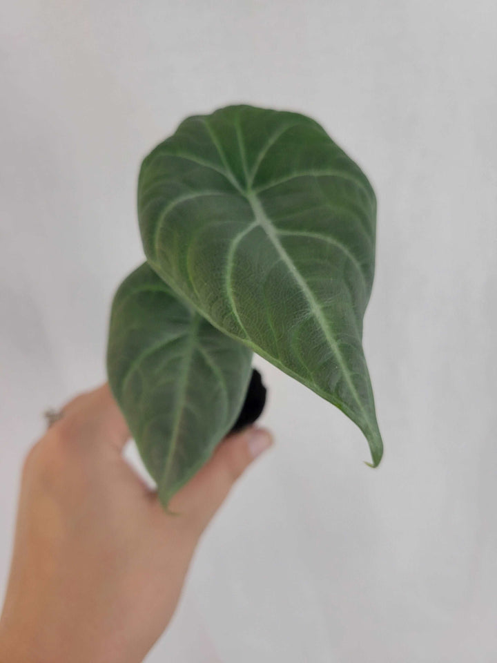 Alocasia Maharani Plug