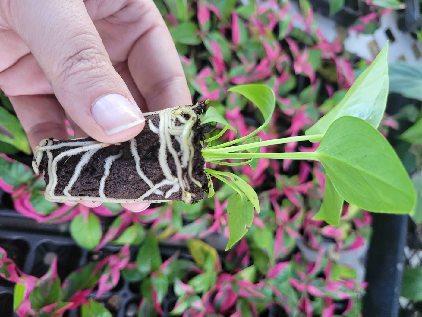 Anthurium Veitchii King Plug