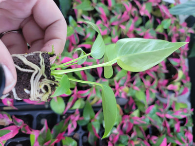 Anthurium Veitchii King Plug