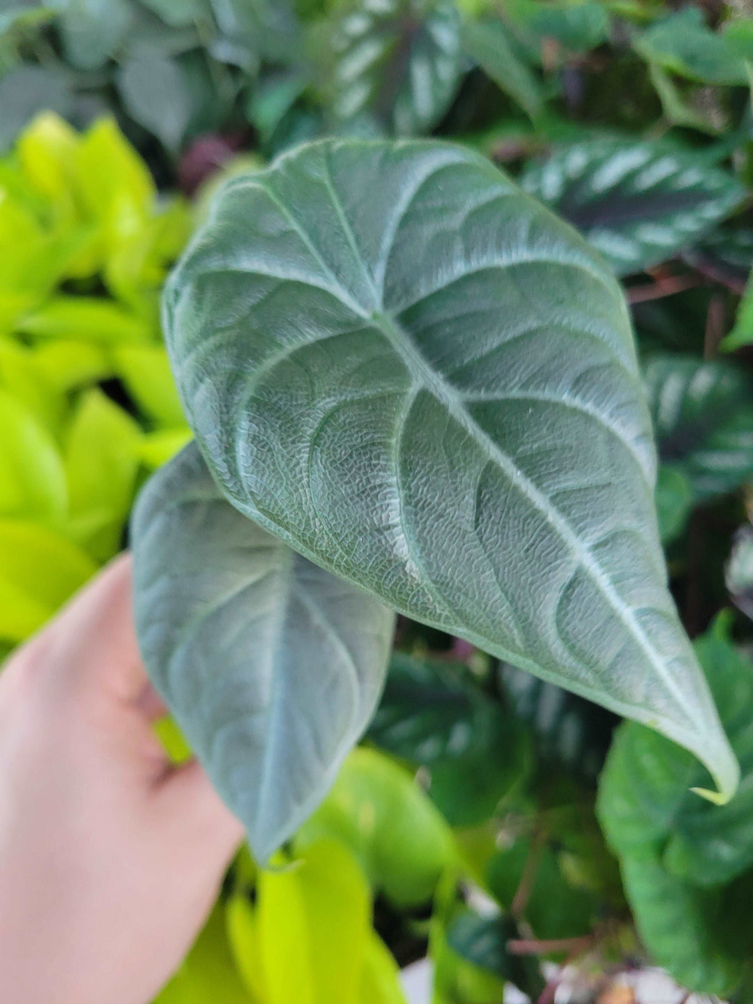 Alocasia Maharani Plug