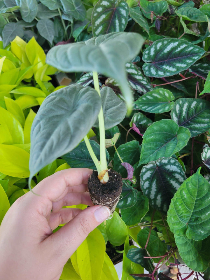 Alocasia Maharani Plug