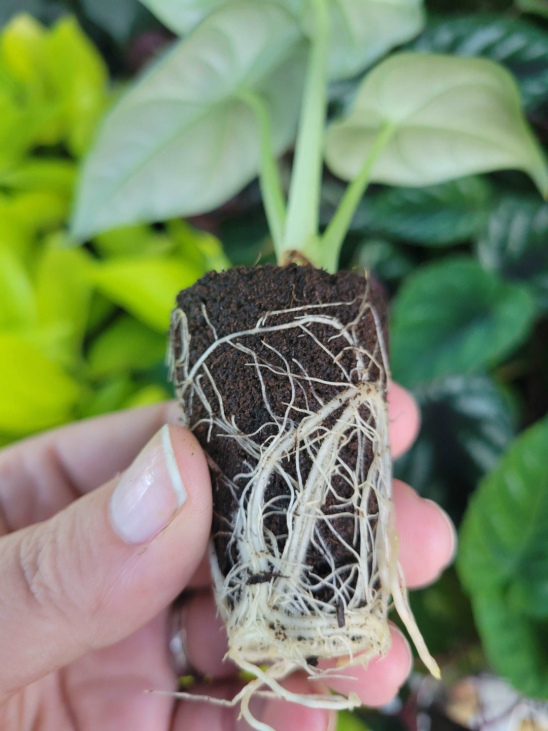 Alocasia Maharani Plug