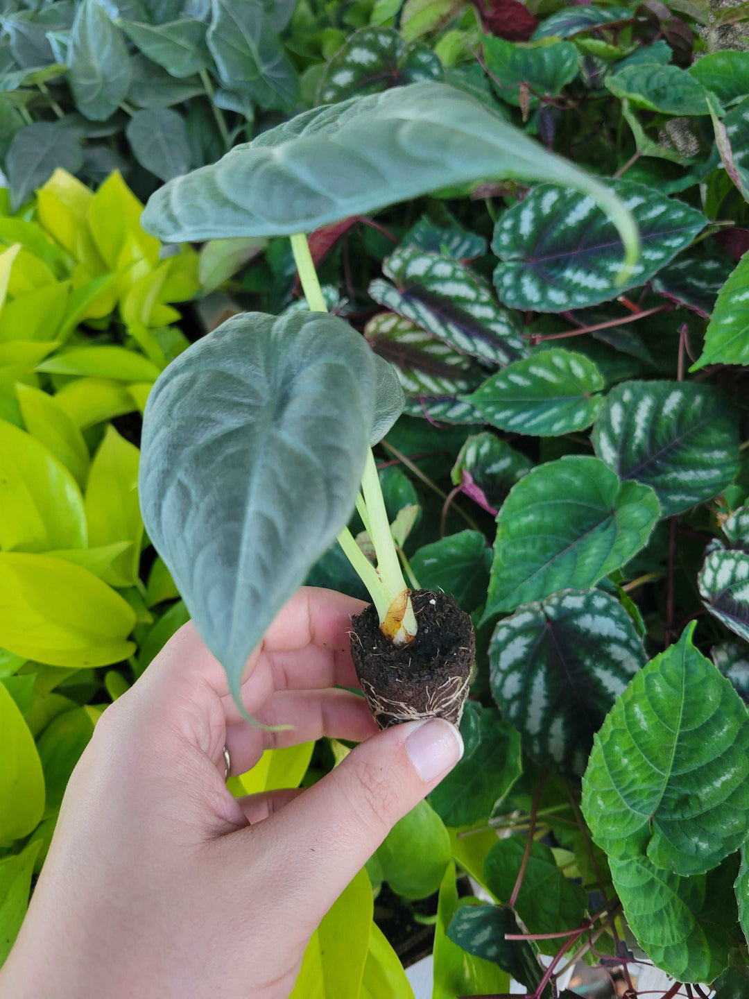 Alocasia Maharani Plug