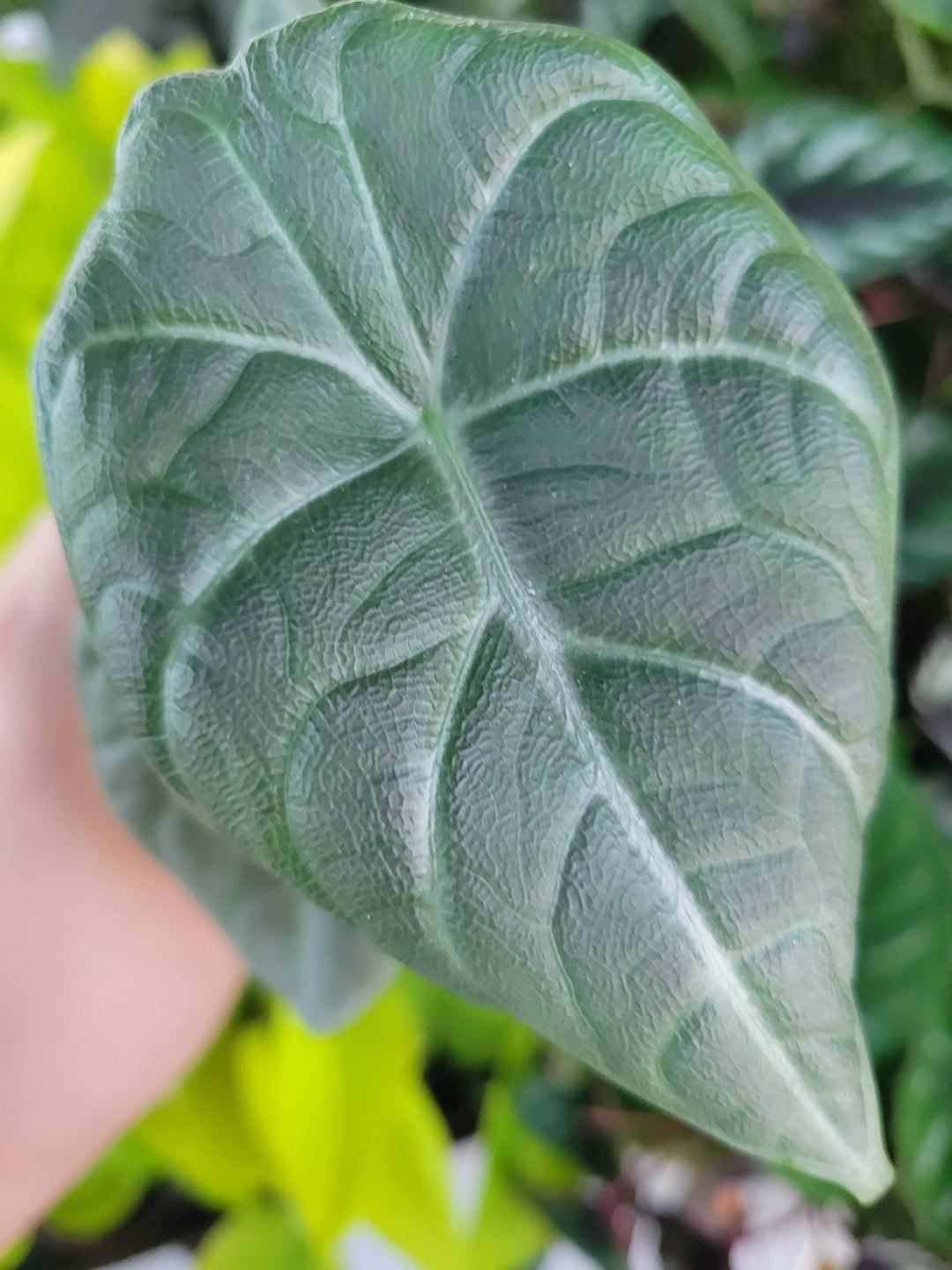 Alocasia Maharani Plug