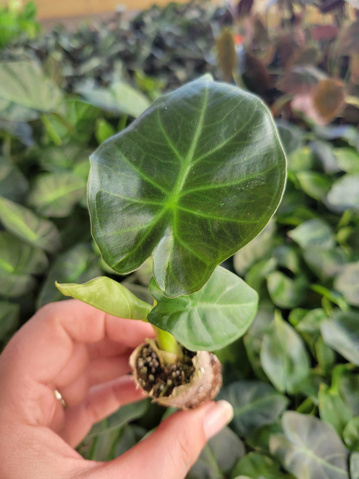 Alocasia Regal Shield Plug