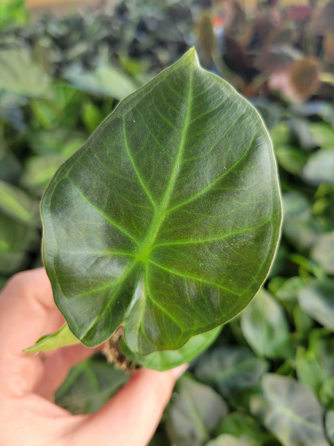 Alocasia Regal Shield Plug