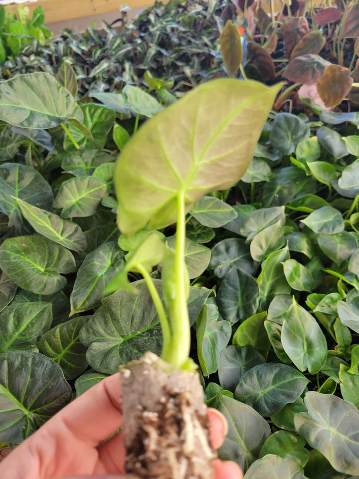 Alocasia Regal Shield Plug