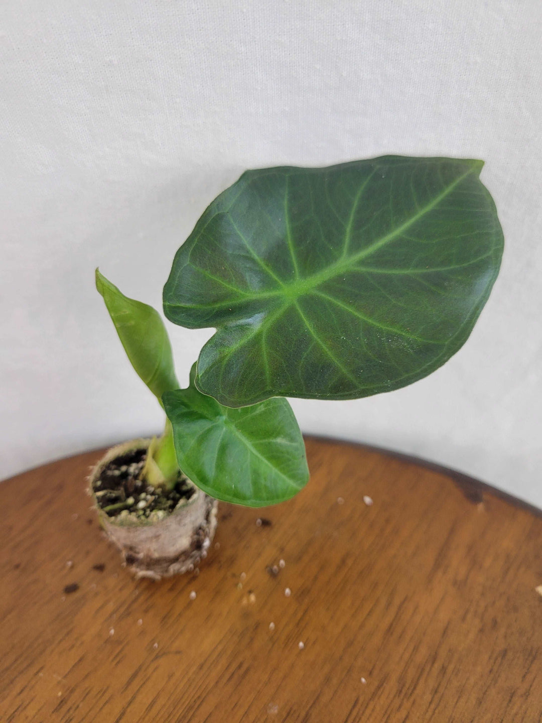 Alocasia Regal Shield Plug